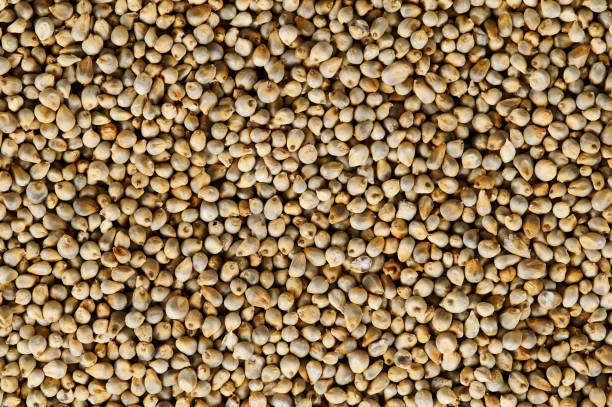Pearl Millet - 1 kg or 2.2 lbs
