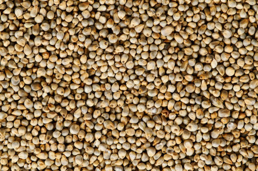 Pearl Millet - 1 kg or 2.2 lbs